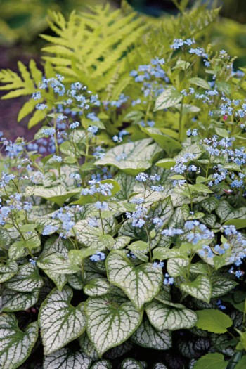 Бруннера крупнолистная Джек Фрост | Brunnera macrophylla Jack Frost | Бруннера великолиста Джек Фрост